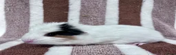 Guinea Pig rodents for sale: Baby boar Guinea Pigs  - Advert 4