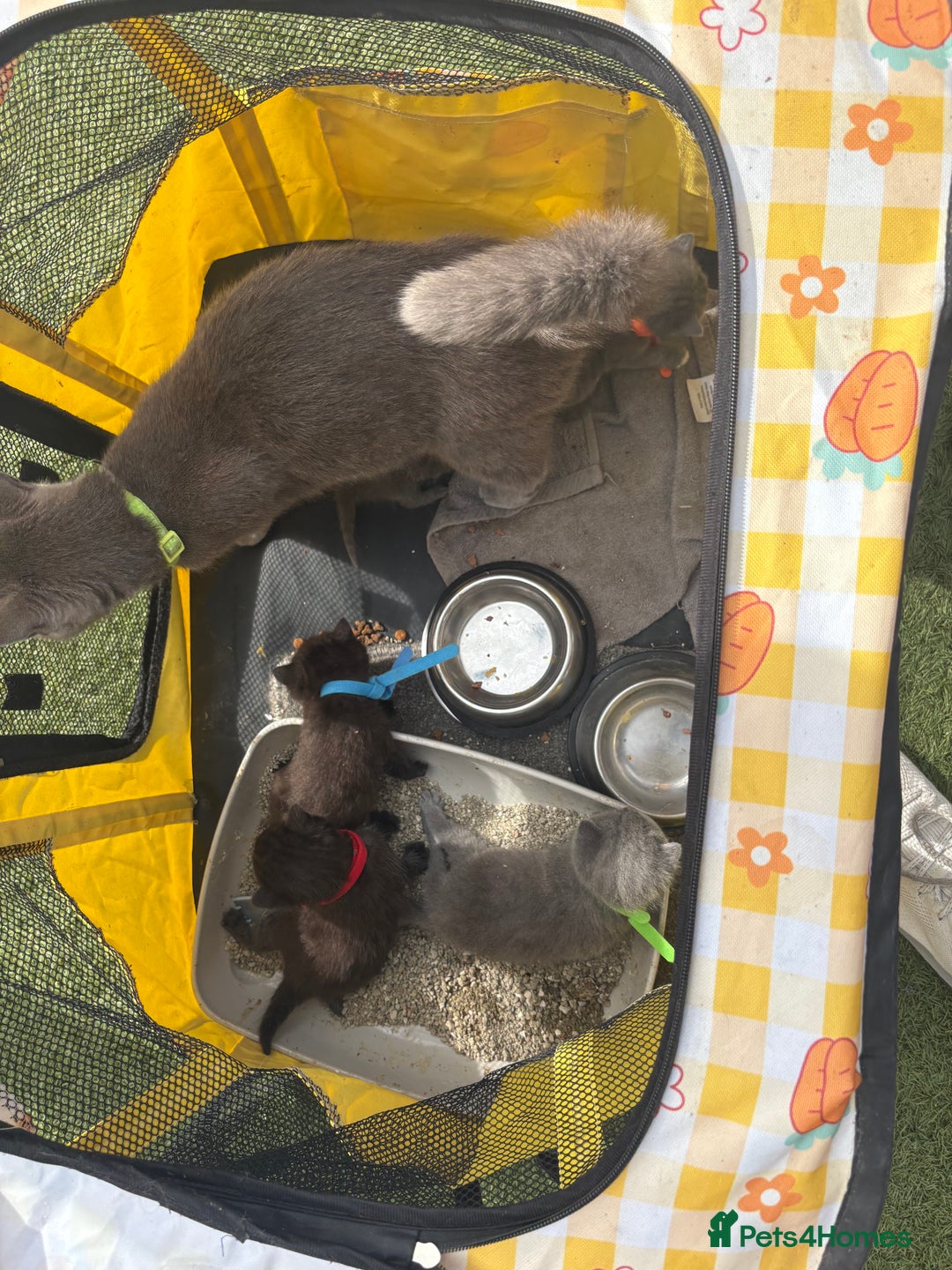 British Shorthair cats for sale: British Shorthair chocolate/grey colours  - Image 16