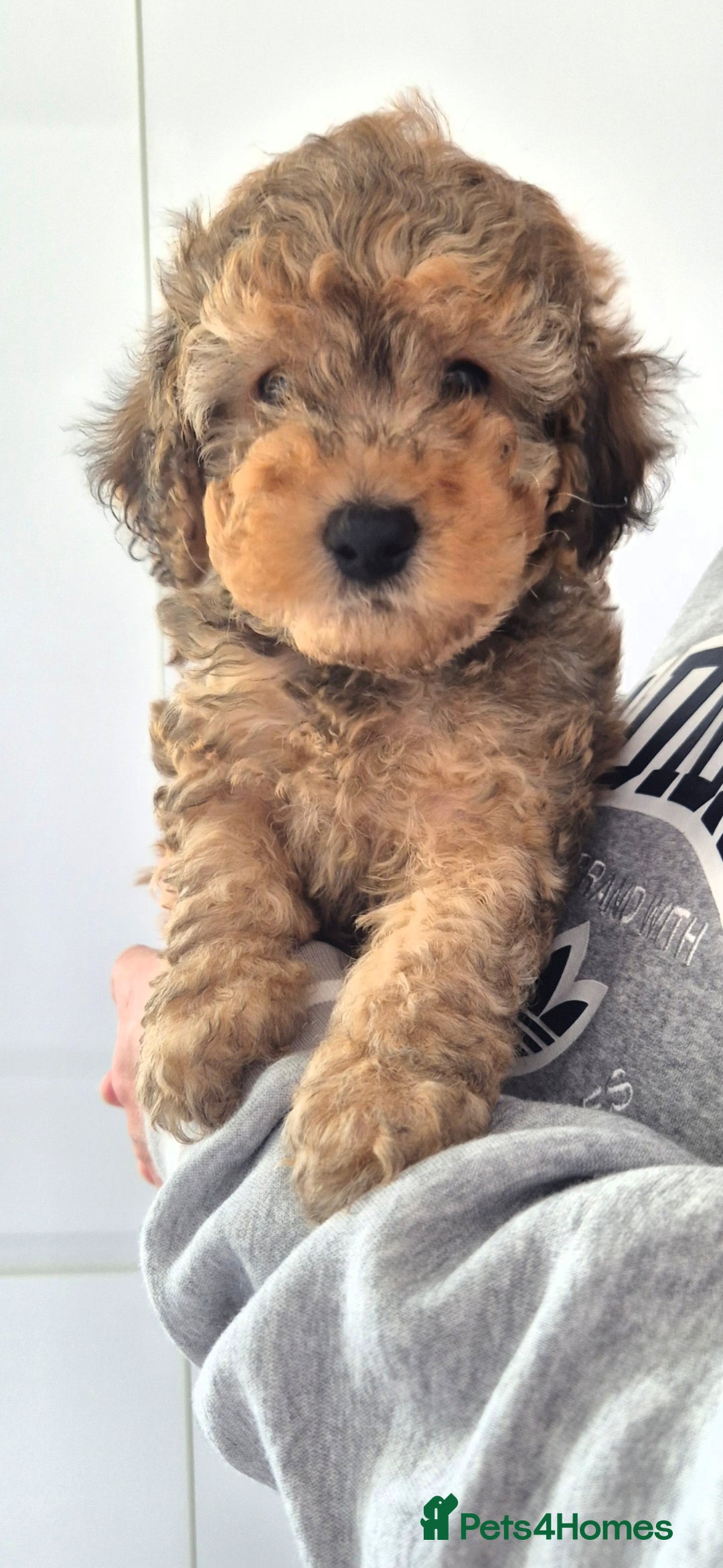 Cockapoo dogs F1B COCKAPOO PUPS (1 MALE LEFT  - Advert 6