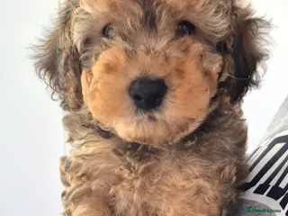 Cockapoo dogs F1B COCKAPOO PUPS (1 MALE LEFT - Advert 6