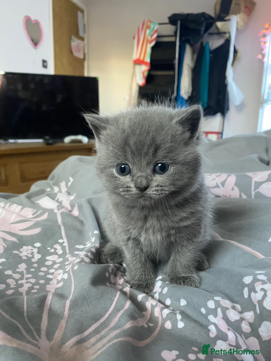 British Shorthair cats for sale: British blue shorthair x British blue long hair  - Advert 7