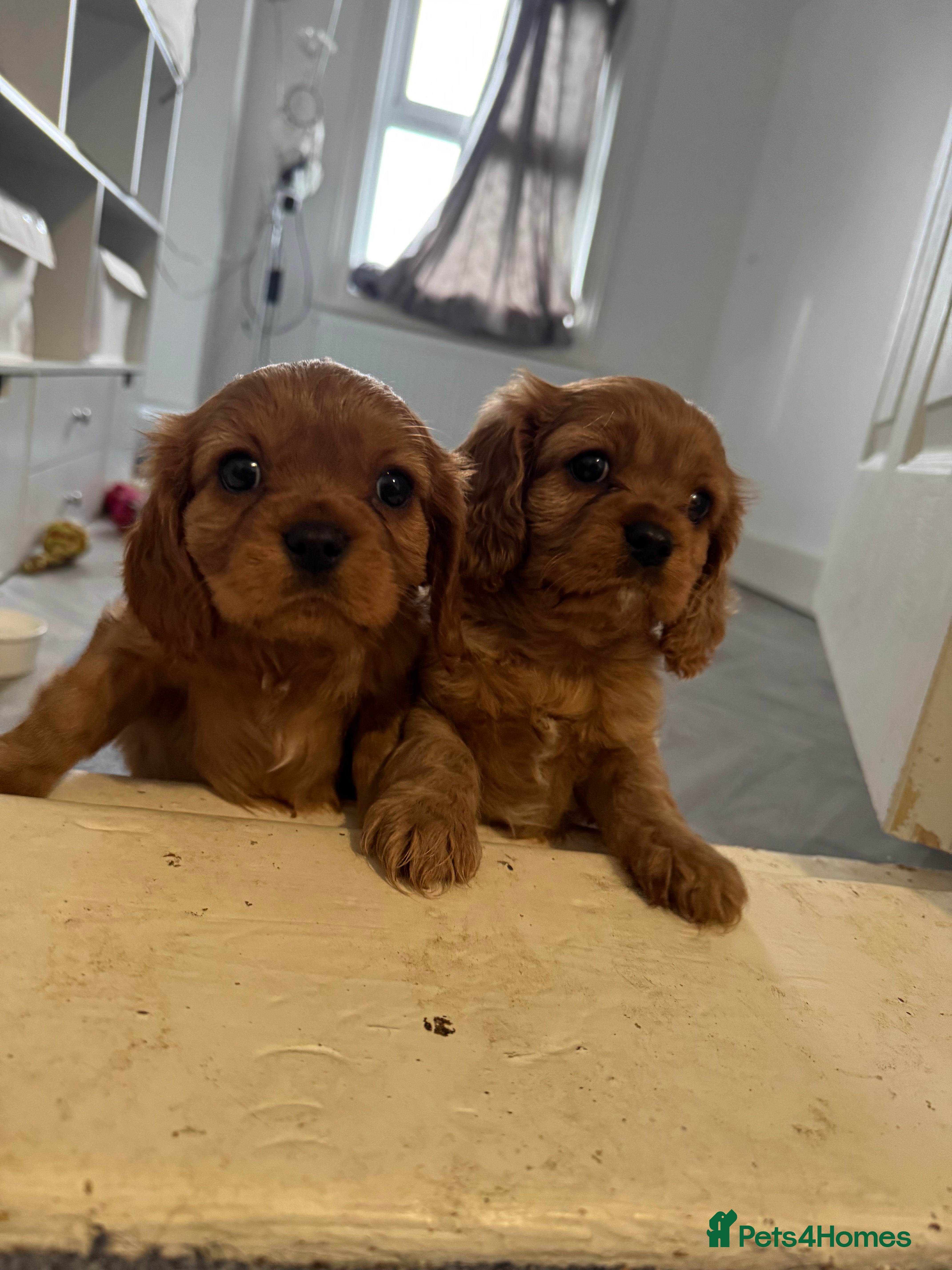 Cavalier King Charles Spaniel dogs Male King Charles Cavalier Puppies 🩵💙 - Advert 14