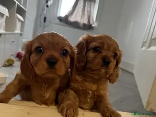 Cavalier King Charles Spaniel dogs Male King Charles Cavalier Puppies 🩵💙 - Advert 14