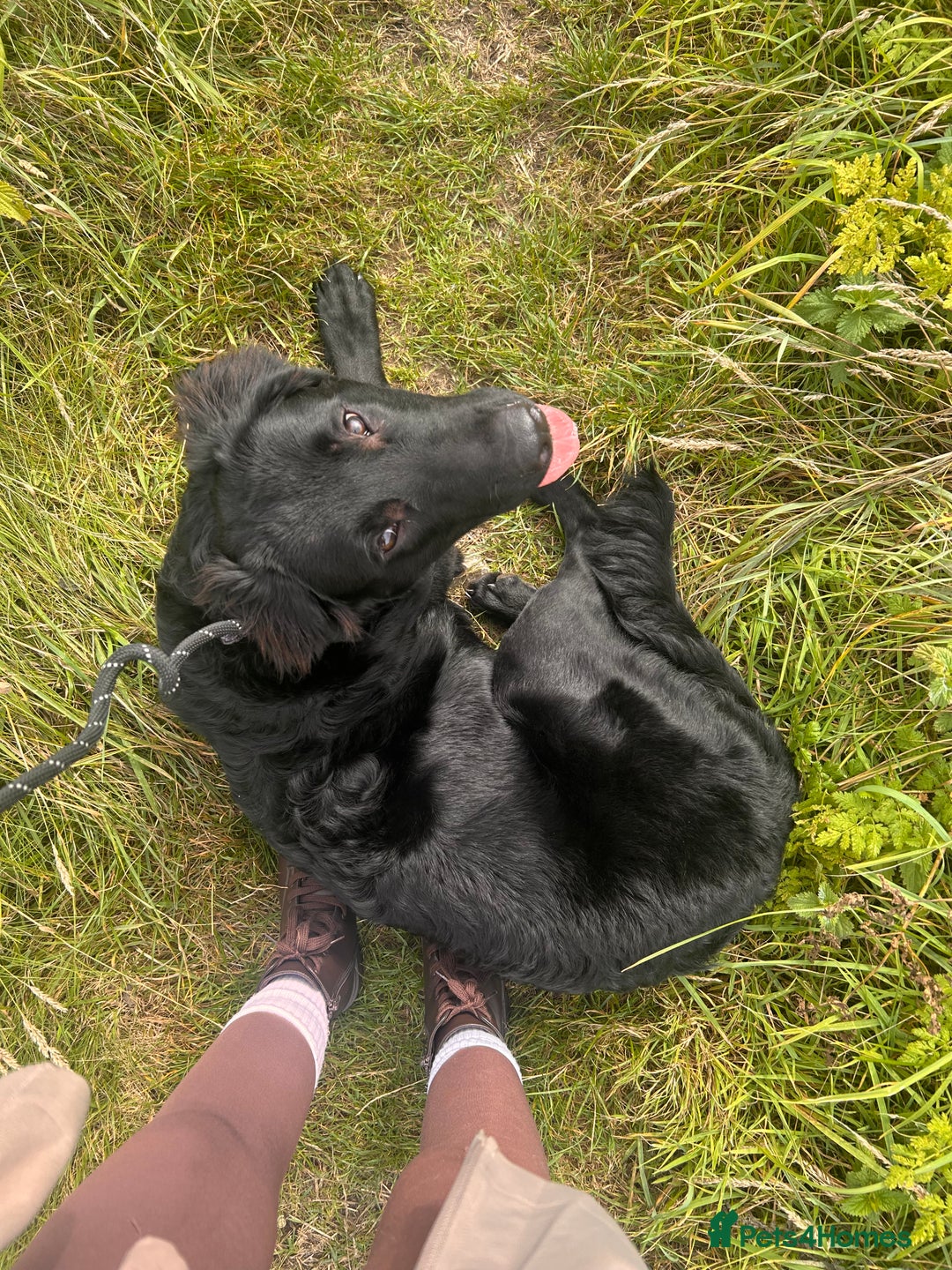 Mixed Breed dogs for sale: Border collie for sale - Advert 3