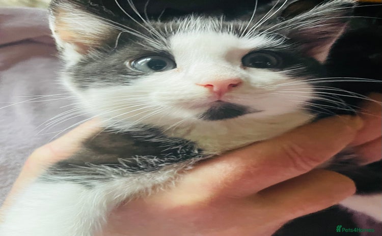 Mixed Breed cats - Advert 8