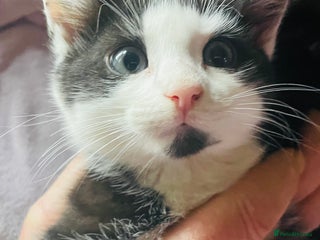 Mixed Breed cats - Advert 17