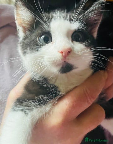 Mixed Breed cats - Advert 12