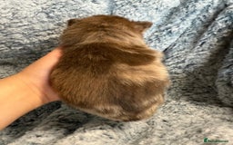 Pomeranian dogs for sale: Very adorable Pomeranian Puppies - Image 16