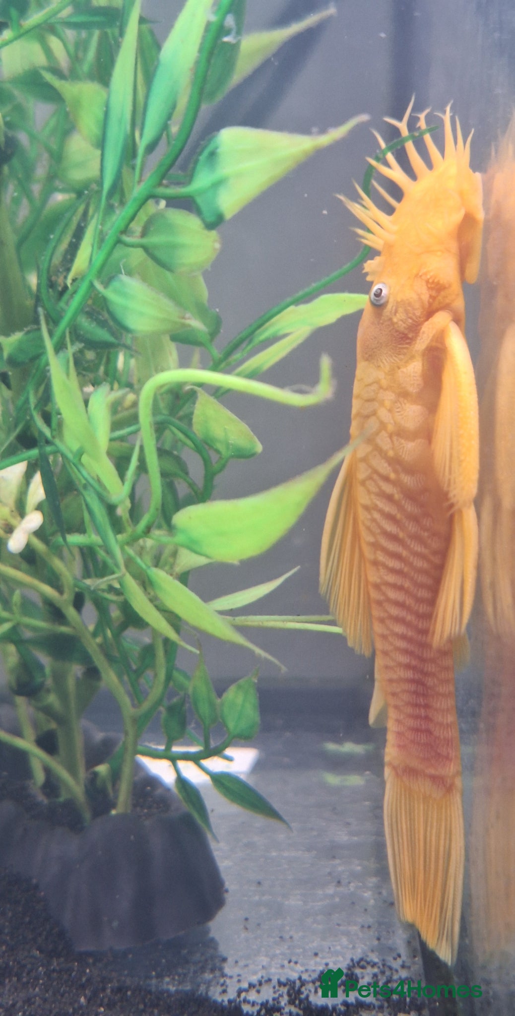 Plecos fish for sale: L144 Blue eyed Lemon Bristlenose Pleco  - Advert 5