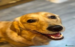 Golden Retriever dogs for sale: Beautiful KC Reg Golden Retriever - Advert 2