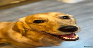 Golden Retriever dogs Beautiful KC Reg Golden Retriever - Advert 7