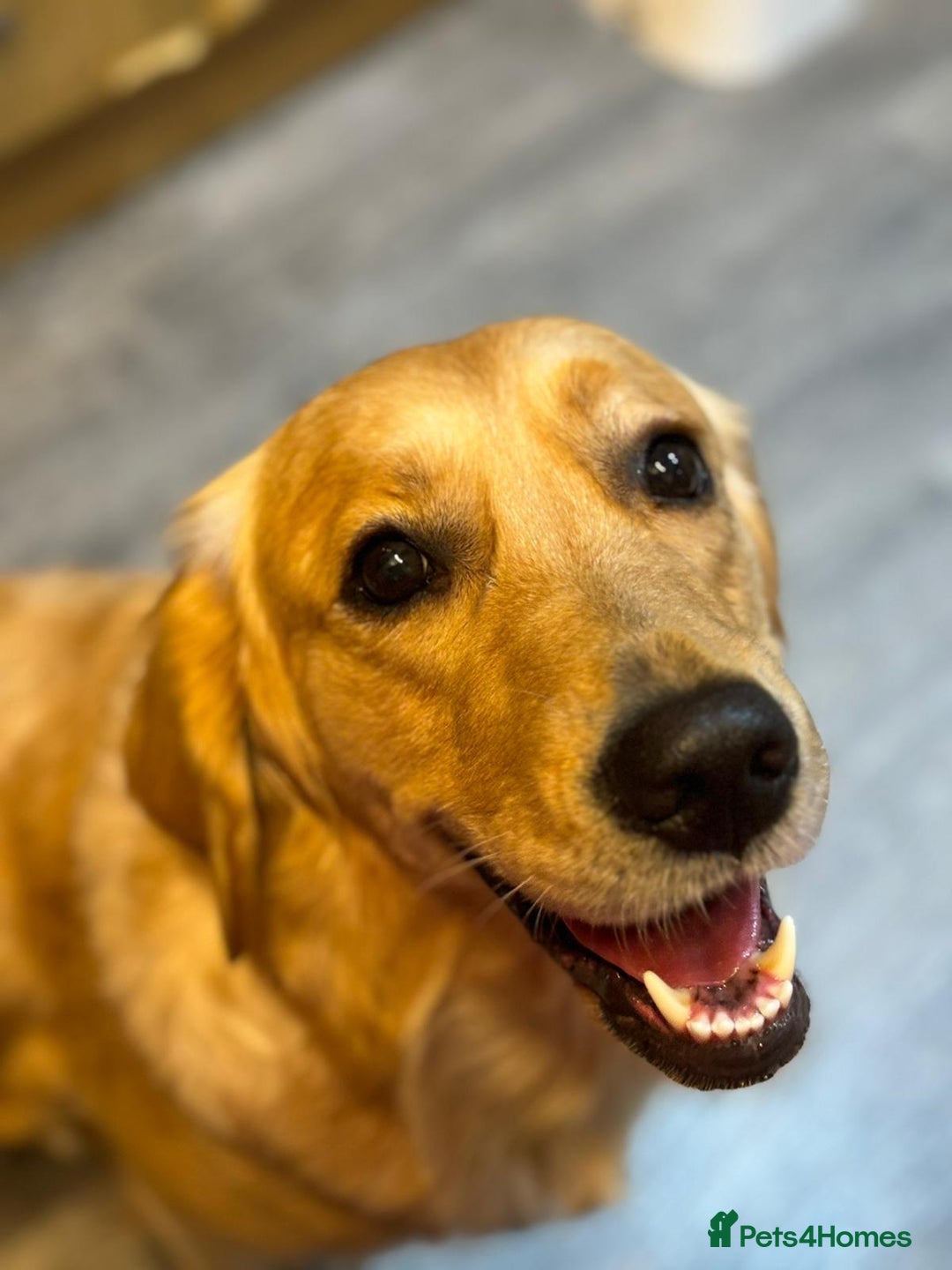 Golden Retriever dogs for sale: Beautiful KC Reg Golden Retriever - Advert 2