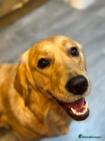 Golden Retriever dogs Beautiful KC Reg Golden Retriever - Advert 9