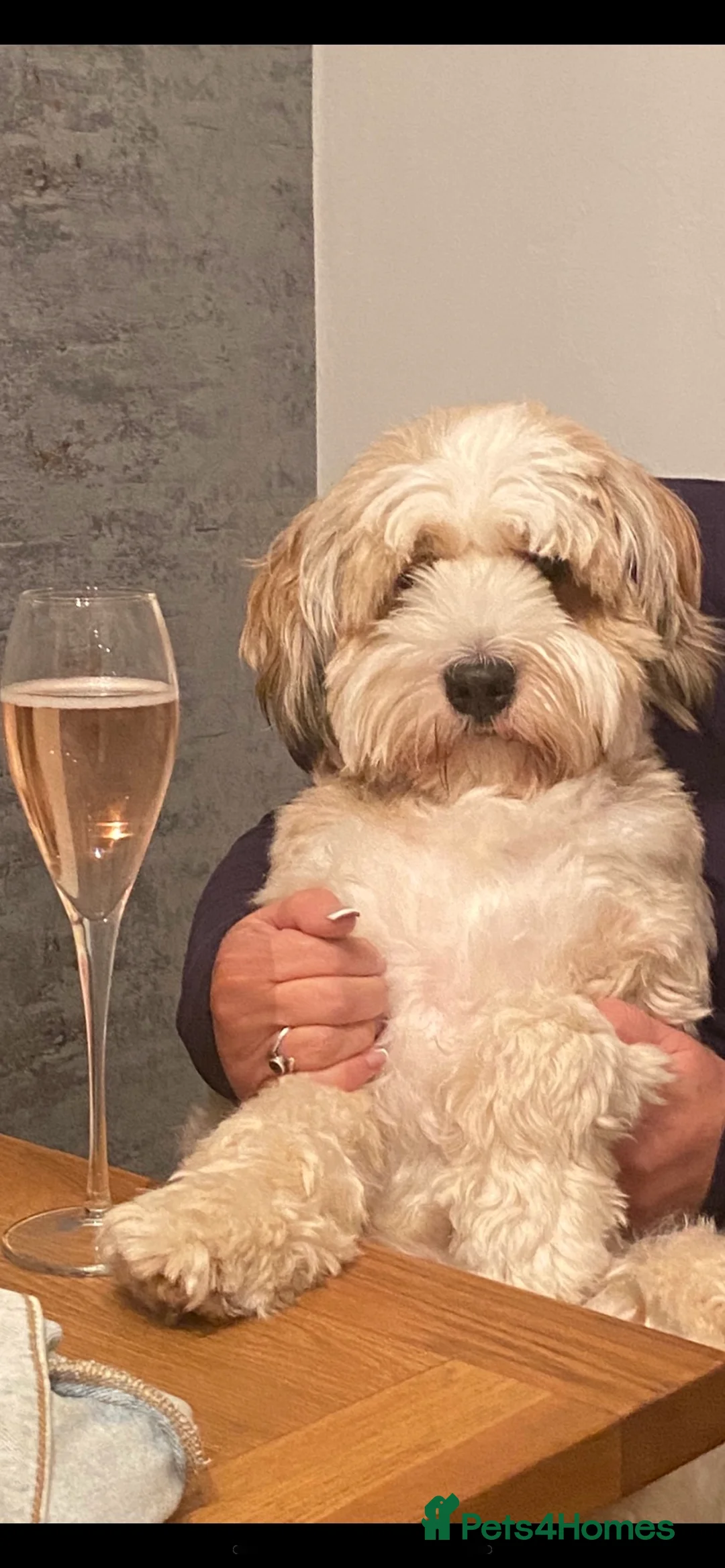 Tibetan Terrier dogs for stud: Excellent KC Reg Proven Tibetan Terrier for Stud in Oldham - Advert 11