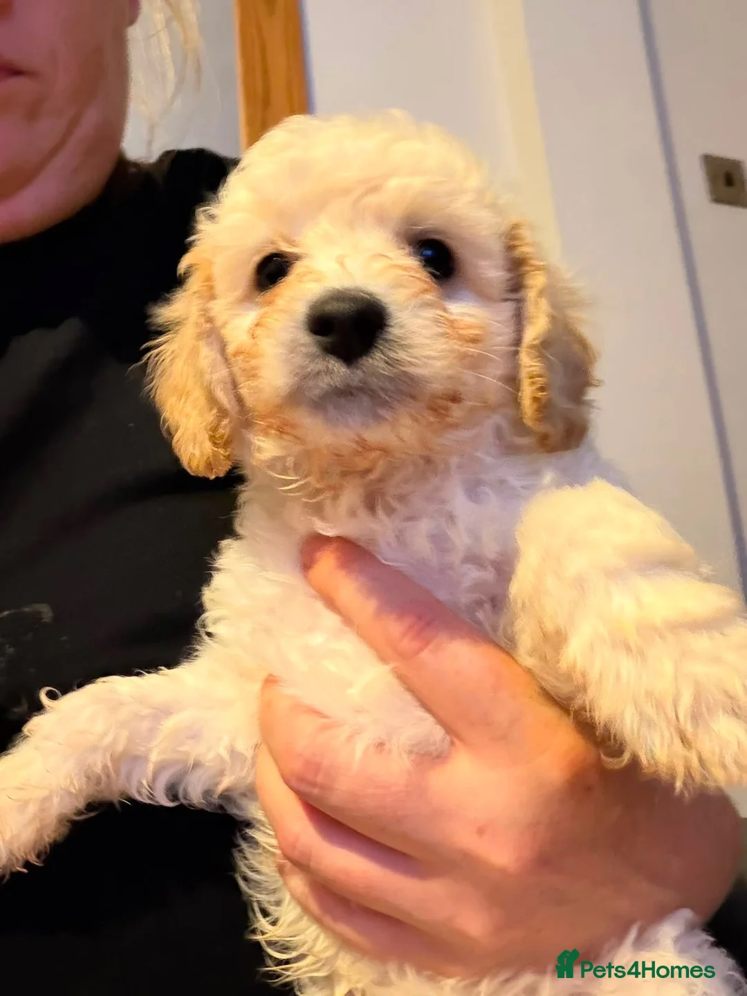 Cavapoo dogs for sale: **2 puppies ready to leave** - Advert 2