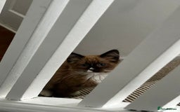 Ragdoll cats for sale: 3-Month-Old Kitten looking for new home - Image 1