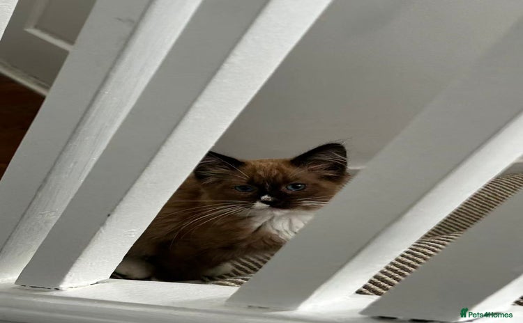 Ragdoll cats - Advert 5