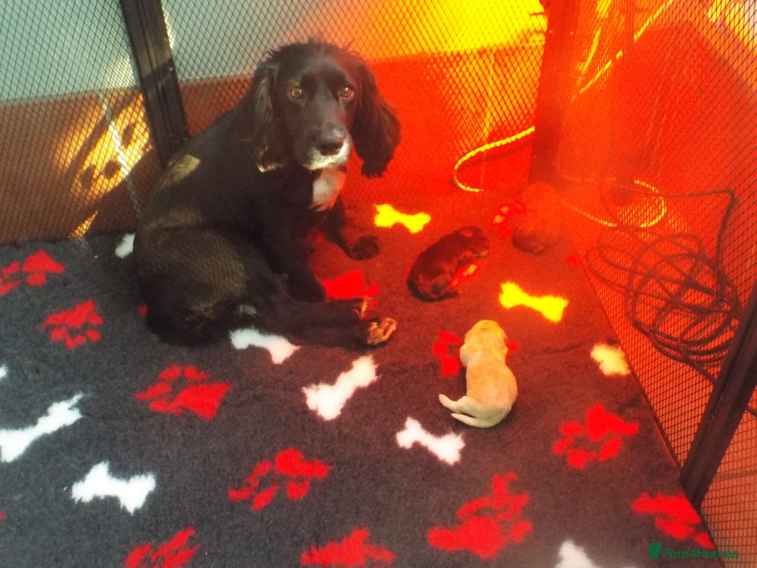 Cocker Spaniel dogs for sale: WORKING COCKER SPANIEL PUPPIES - Advert 1