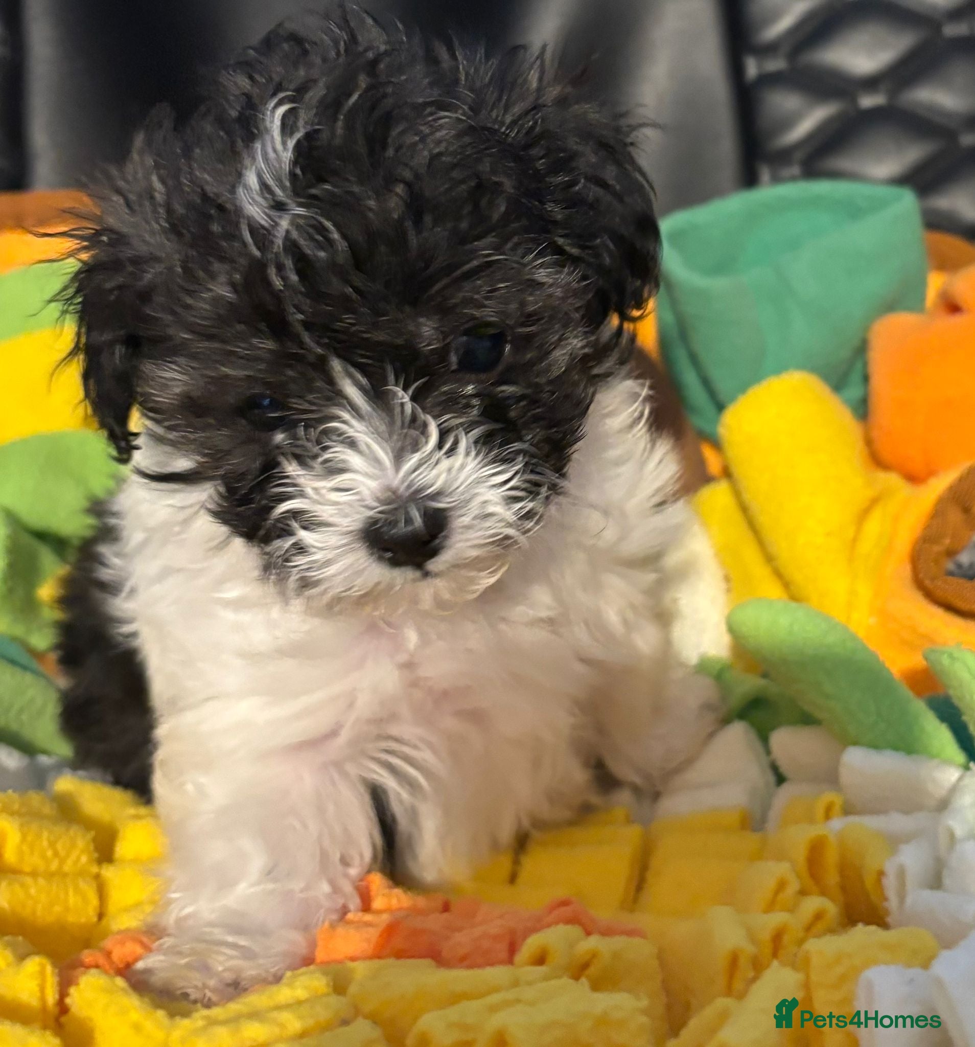 Maltipoo dogs Absolutely stunning F1 maltipoos - Advert 9