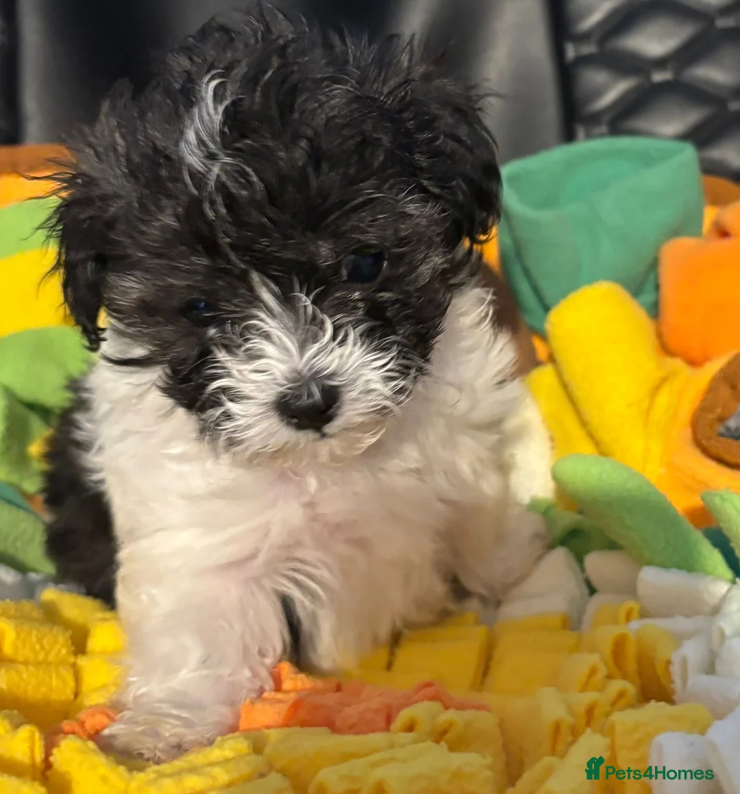 Maltipoo dogs for sale: Absolutely stunning F1 maltipoos - Advert 2