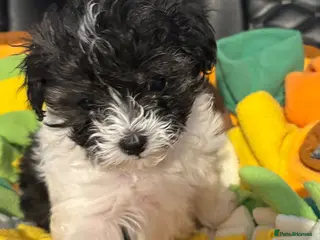 Maltipoo dogs Absolutely stunning F1 maltipoos - Advert 9