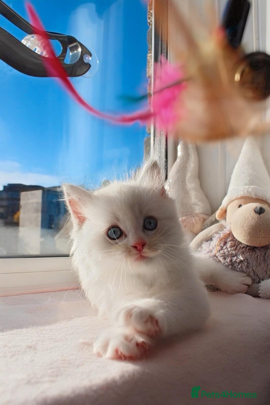 Ragdoll cats for sale: DNA Tested Charming Ragdoll Kittens - Advert 3