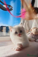 Ragdoll cats DNA Tested Charming Ragdoll Kittens - Advert 11