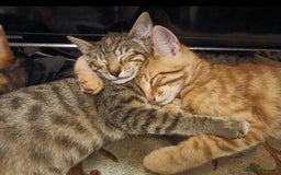 Domestic Shorthair cats for sale: Kittens Ready Now All Colours - Image 2