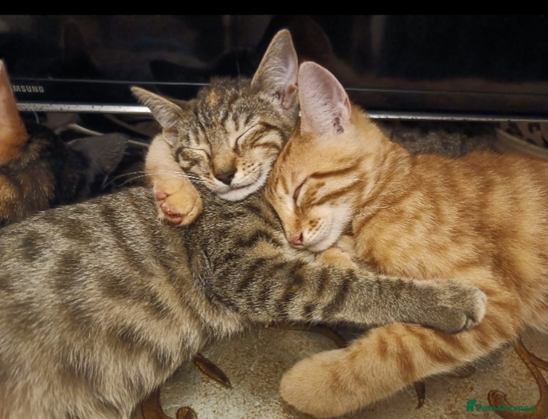 Domestic Shorthair cats for sale: Kittens Ready Now All Colours - Image 2