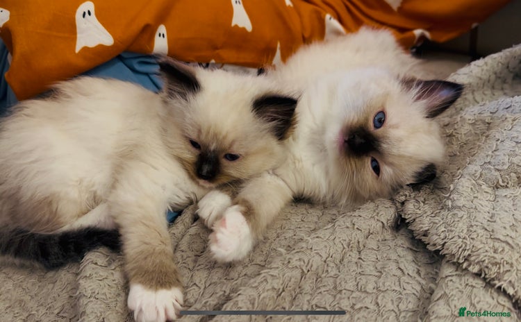 Ragdoll cats - Advert 1