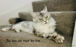 Maine Coon cats for sale: Meet This Special Maine Coon Girl - Image 5