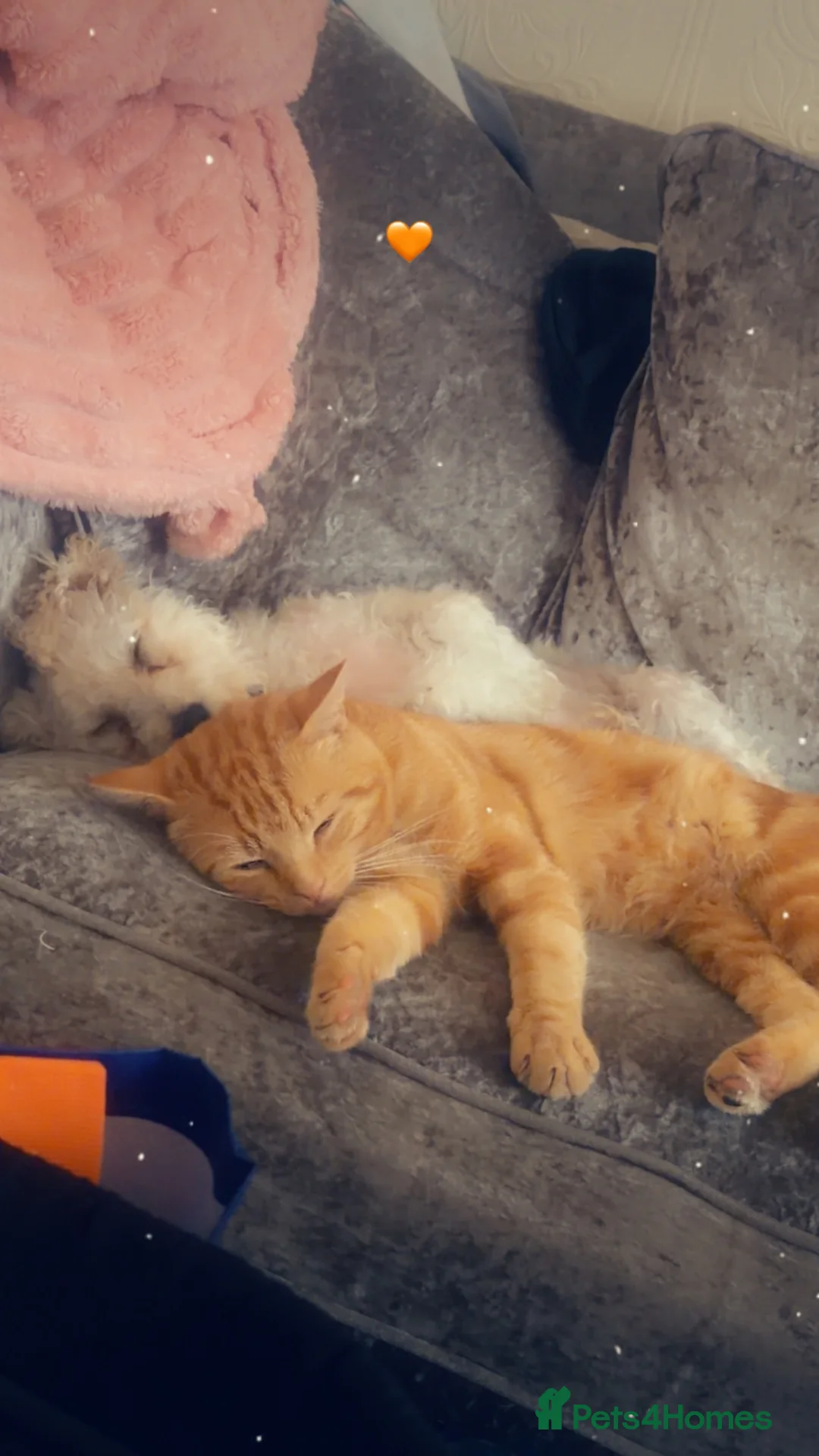Poochon dogs for sale: Male fur baby - Advert 4