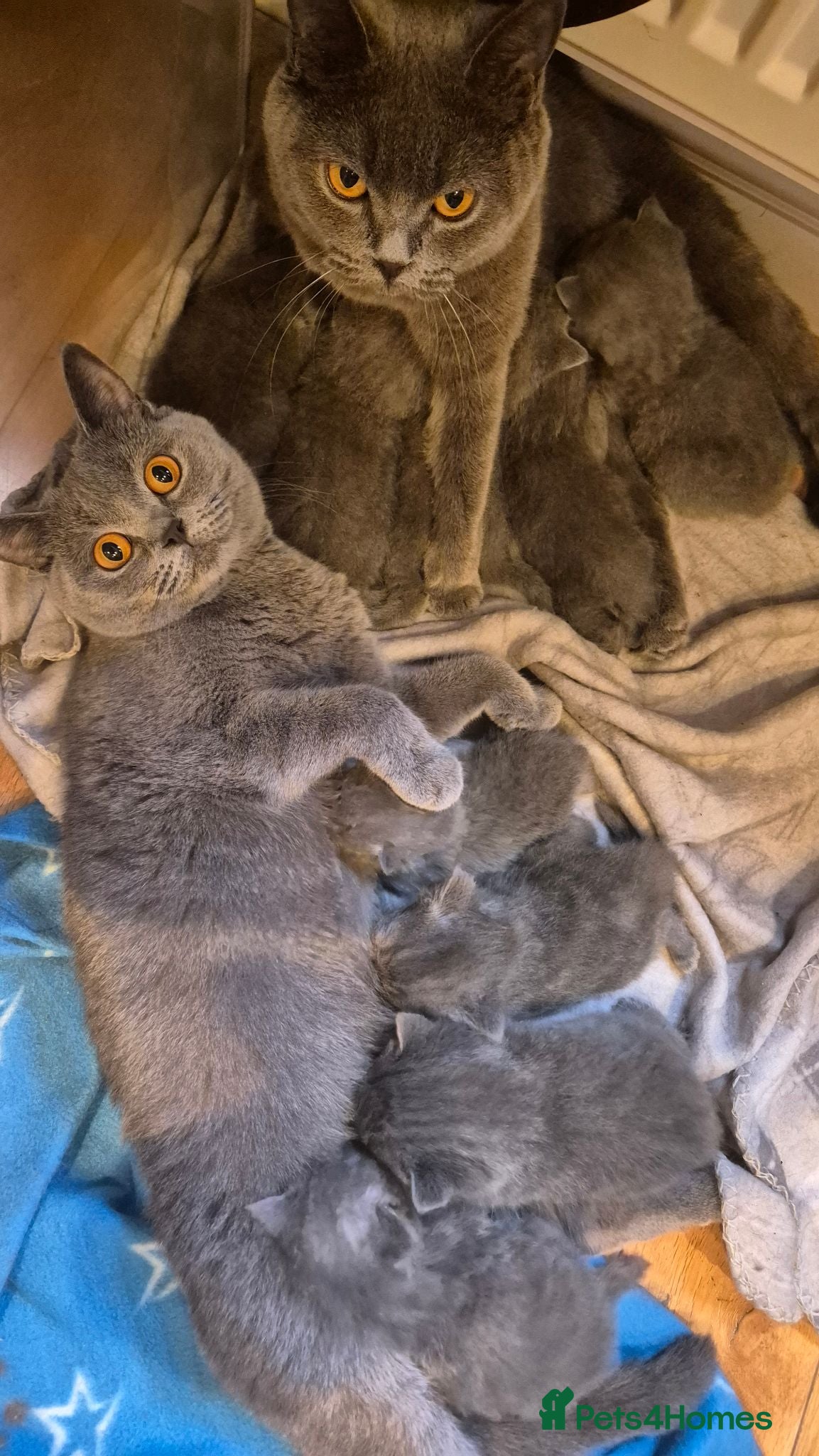 British Shorthair cats 8 Beautiful British Shorthair Kittens  - Advert 1
