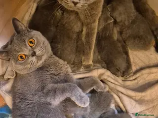 British Shorthair cats 8 Beautiful British Shorthair Kittens - Advert 6
