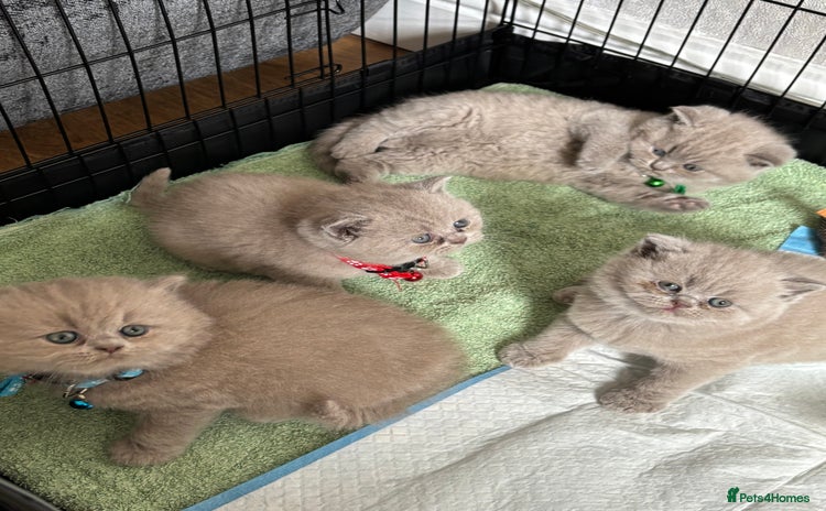 British Shorthair cats - Advert 1