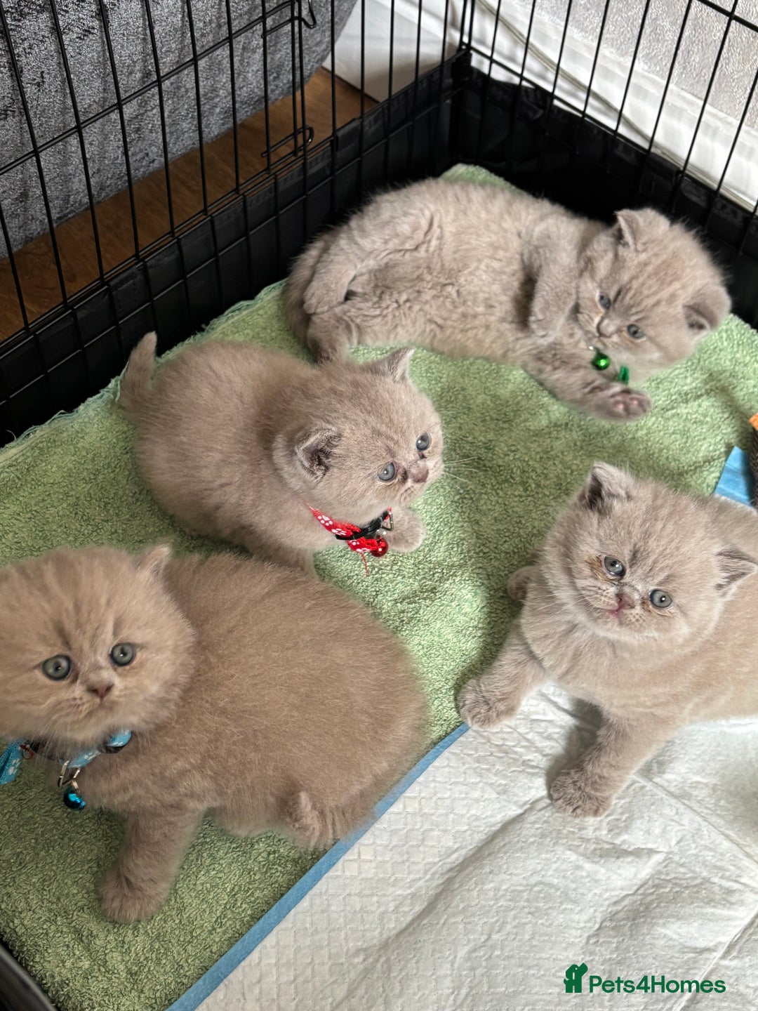 British Shorthair cats for sale: British shorthair kittens - Image 1
