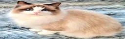 Ragdoll cats for sale: Gccf Anne Baker lines champion Ragdoll kittens  - Advert 2