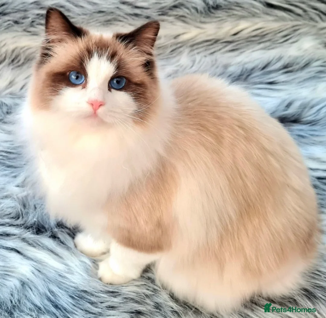 Ragdoll cats for sale: Gccf Anne Baker lines champion Ragdoll kittens  - Advert 2
