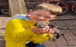 Ferret rodents for sale: Ferret Kits - Image 39