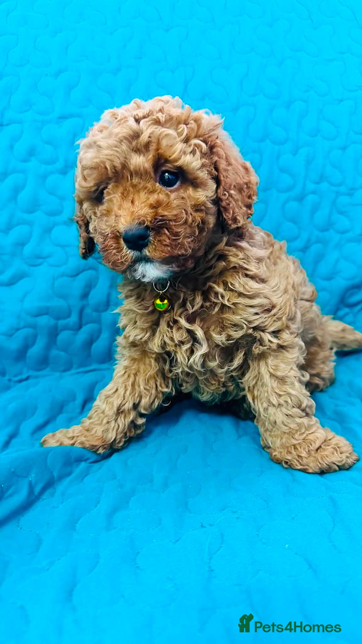 Cavapoo dogs F1B cavapoos - Advert 2