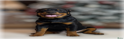 Rottweiler dogs for sale: ROTTWEILER PUPPIES. KC REGISTERED. FREE INSURANCE. - Advert 3