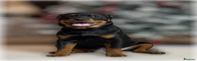 Rottweiler Puppy 1