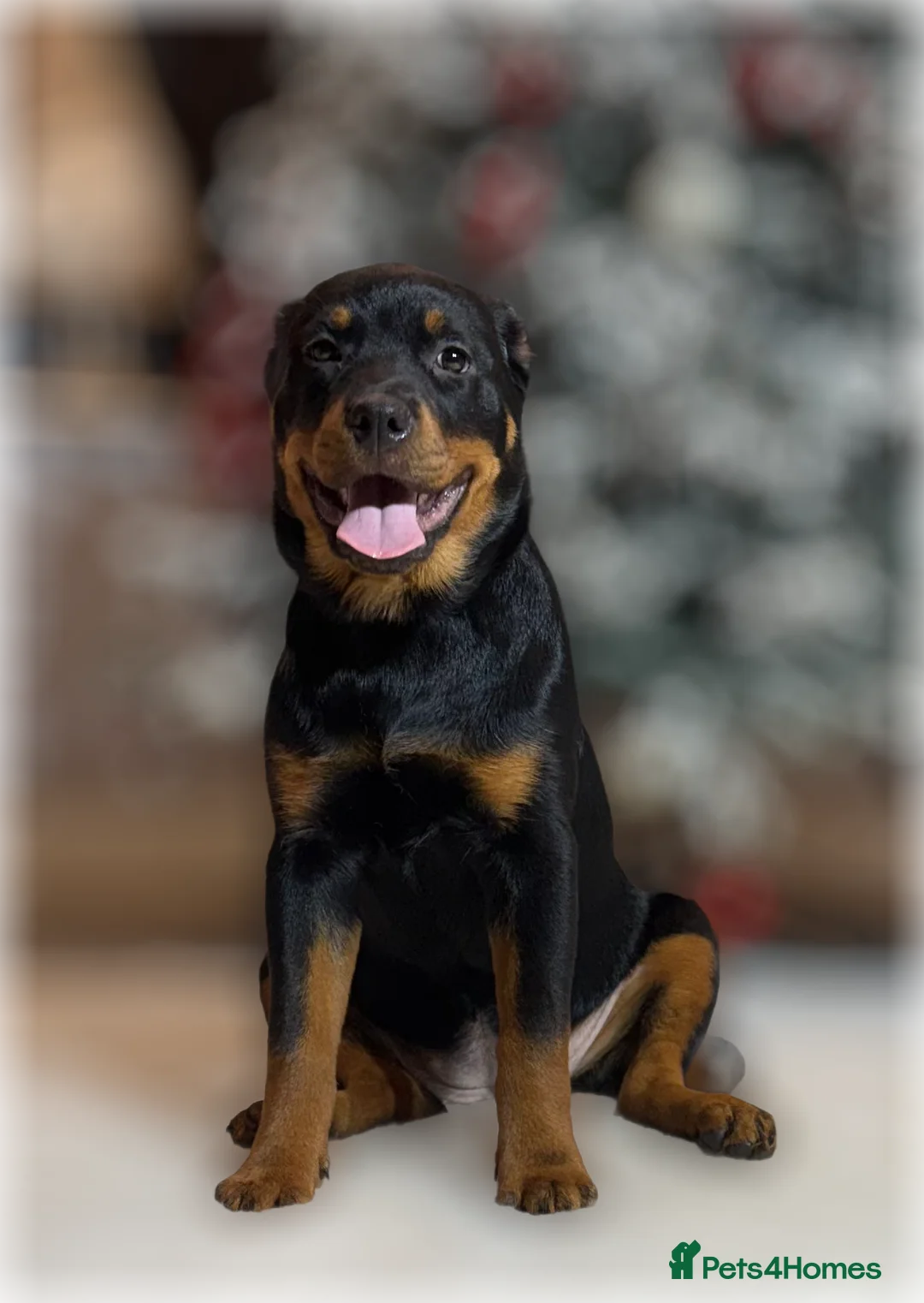 Rottweiler dogs for sale: ROTTWEILER PUPPIES. KC REGISTERED. FREE INSURANCE. - Advert 3