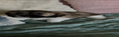 Lhasa Apso Puppy 1