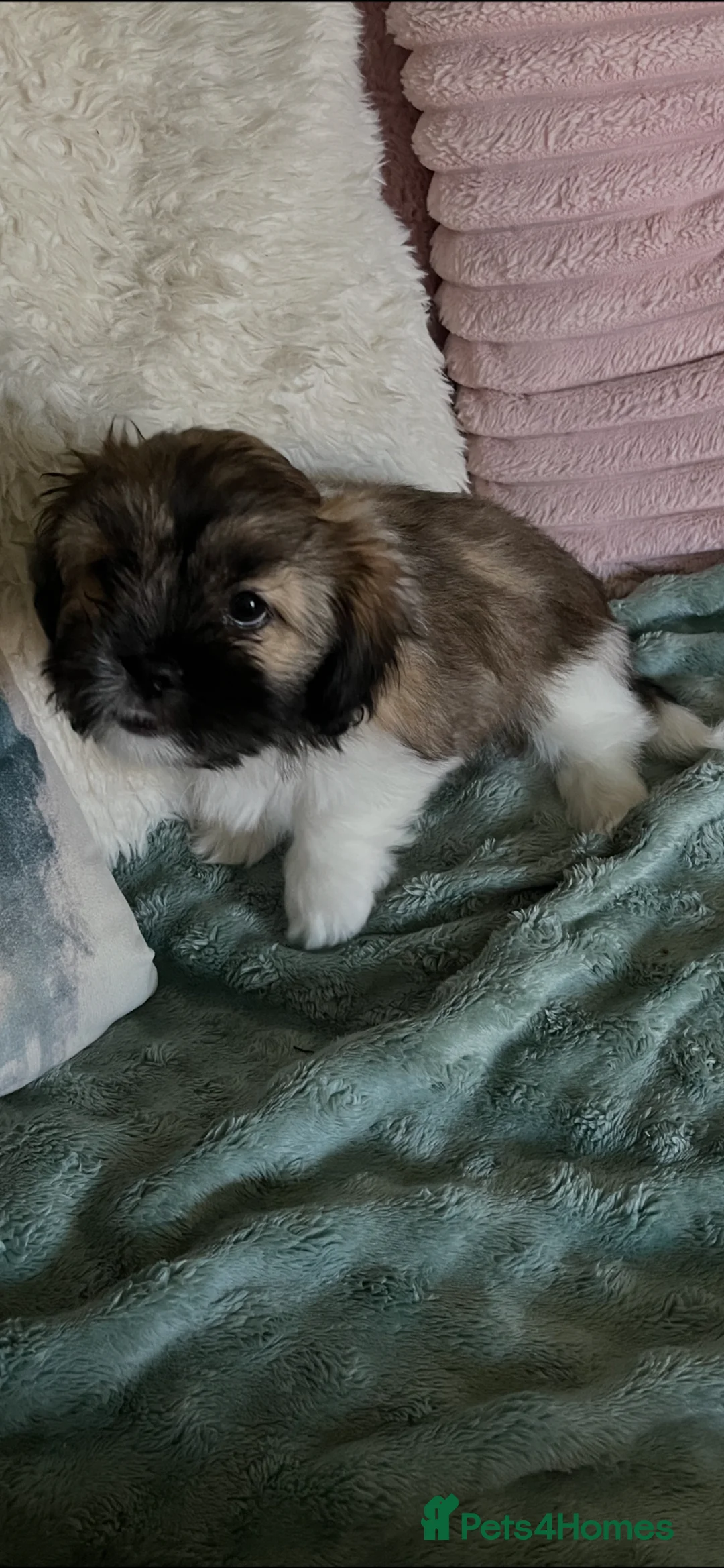 Lhasa Apso dogs for sale: 2 Lhasa Apso puppies  in Edinburgh - Advert 3