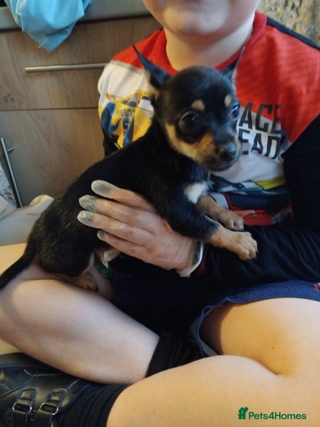 Chihuahua dogs for sale: 3 beautiful chihuahua puppies - Image 8
