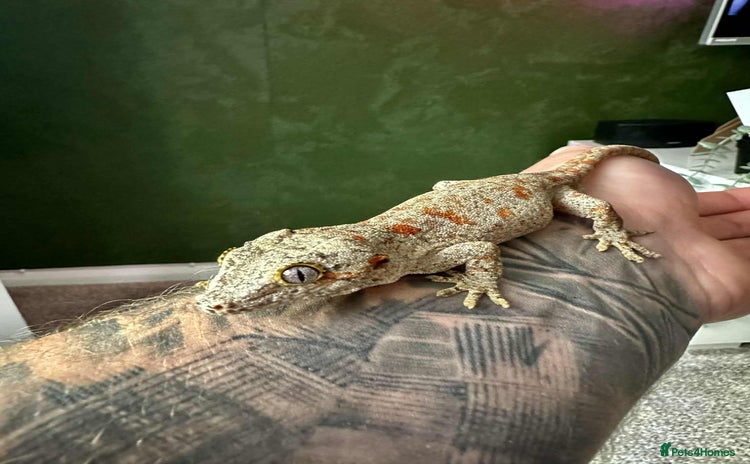 Gecko reptiles - Advert 6