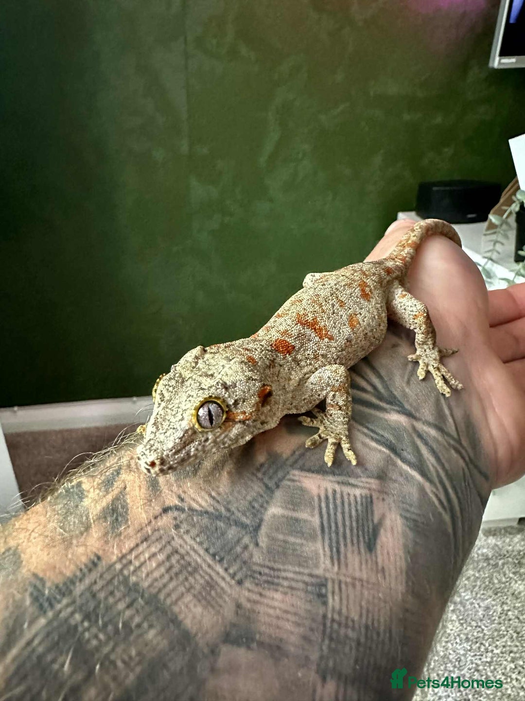Gecko reptiles for sale: Gargoyle Gecko - Image 1