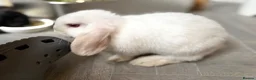 Mini Lop rabbits for sale: Mini lop bunnies ready now ❤️🐰 - Advert 2