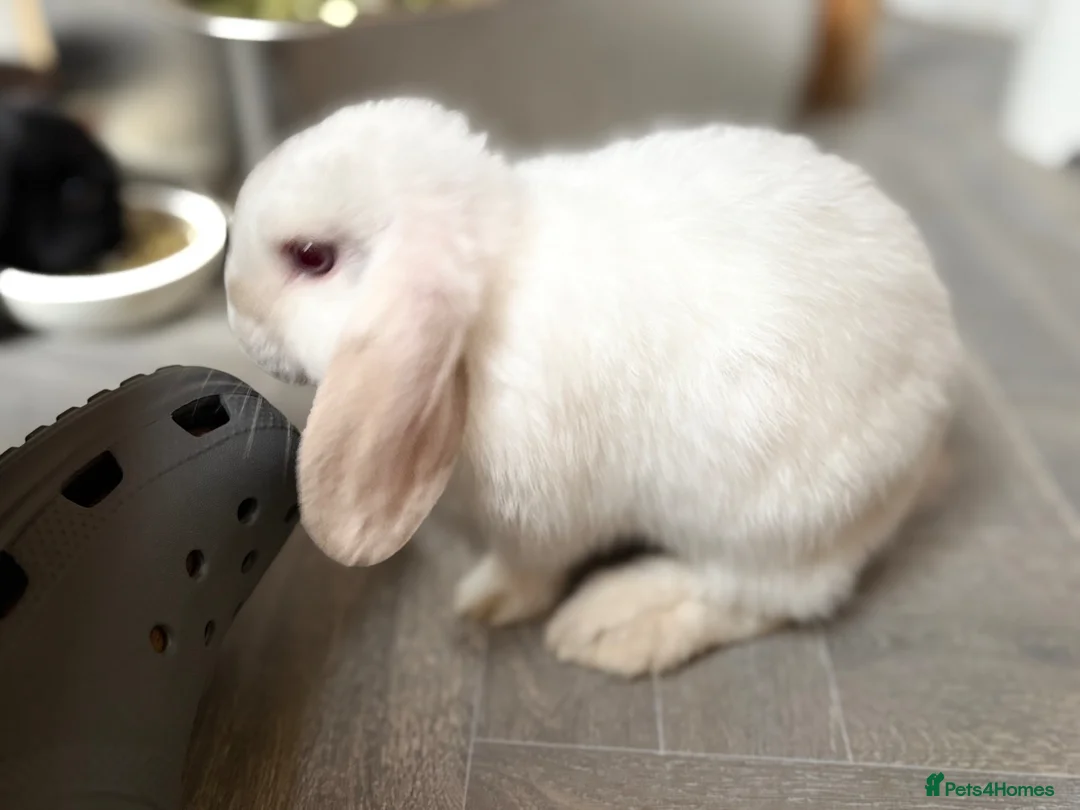 Mini Lop rabbits for sale: Mini lop bunnies ready now ❤️🐰 - Advert 2